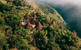 Ceiba By Masaya Collection